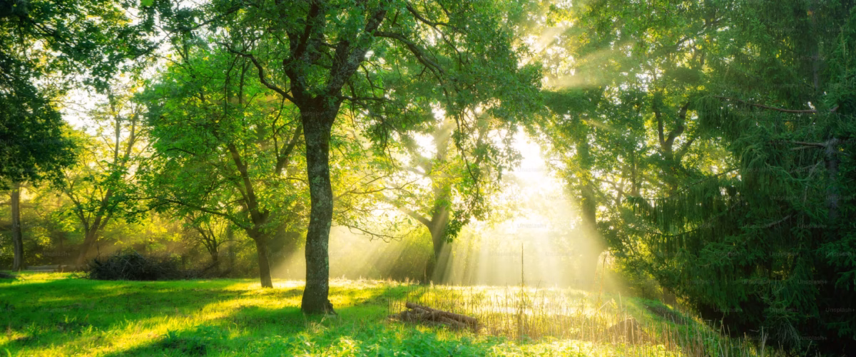 a landscape picture