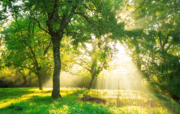 a landscape picture